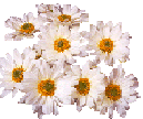 daisybunch.gif 129x108