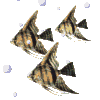fish037.gif 100x100