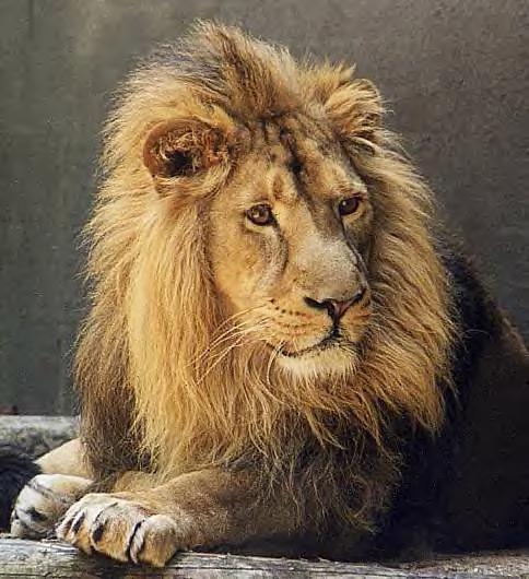 lion2.jpg 484x530