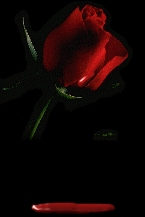 rose79blooddrip.gif 145x217